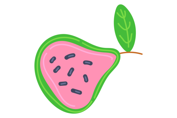 Guava Color Icon. Exotic Fruit. Tropical Graphics